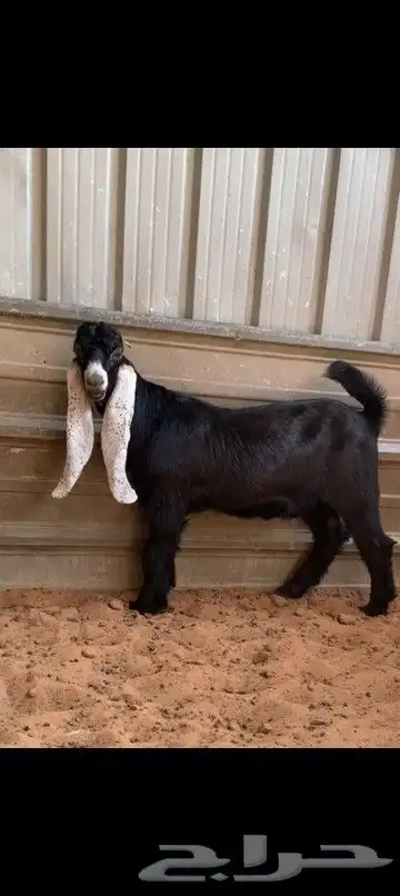 تيس مشروع فحل مميز فاخر 1