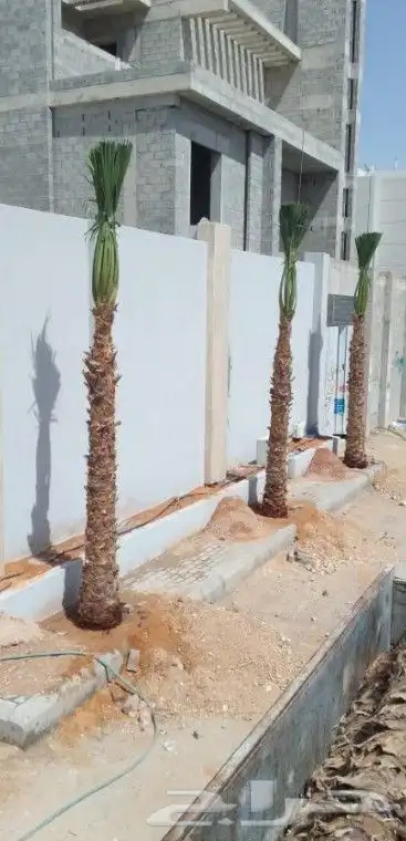 نخيل واشنطن زينه 3