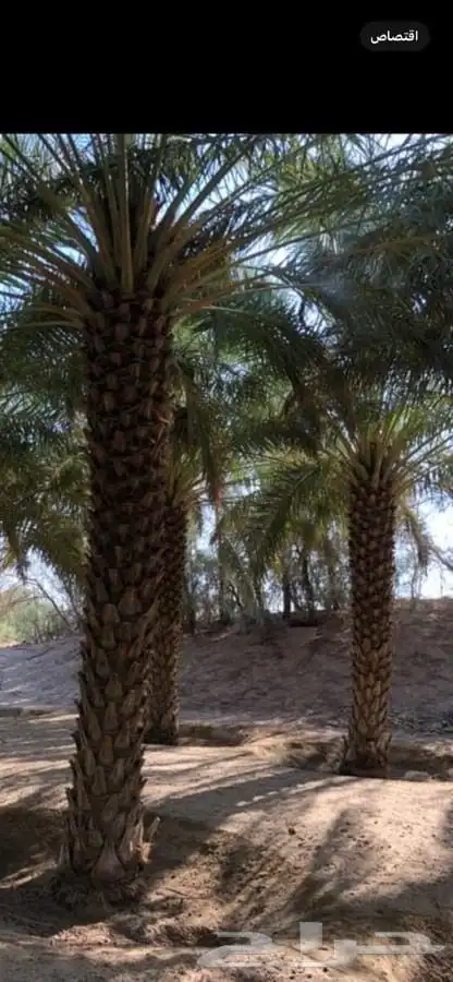 يوجد لدينا نخل عربي مثمره ونخل وشنطني زينه وشجر زيتون مثمره 2