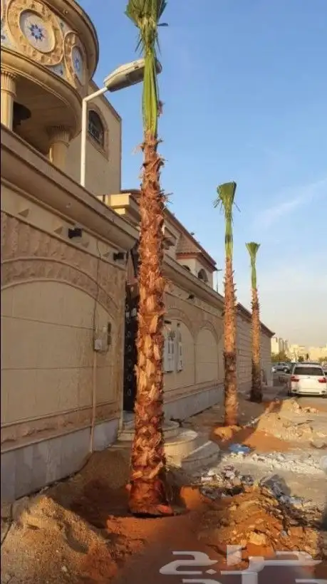 نخيل واشنطن زينه 1