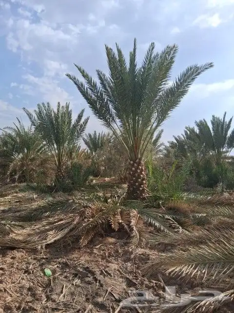 نخل للبيع نخل برني نخل روثانه. متر ومتر ونص 6