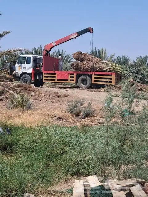 نخل للبيع نخل برني نخل روثانه متر ومتر ونص 4