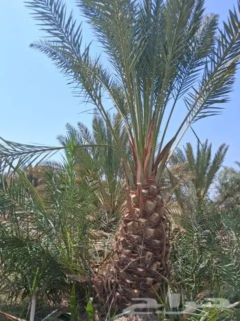 نخل للبيع نخل برني نخل روثانه. متر ومتر ونص 0