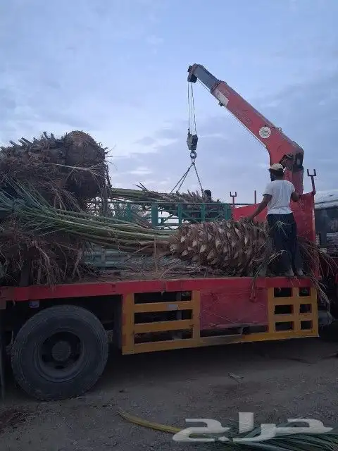 نخل للبيع نخل برني نخل روثانه متر ومتر ونص 7