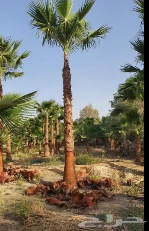 نخيل واشنطن زينه 4
