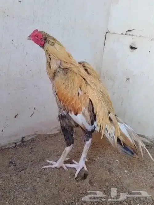 ديك ميوالي 1