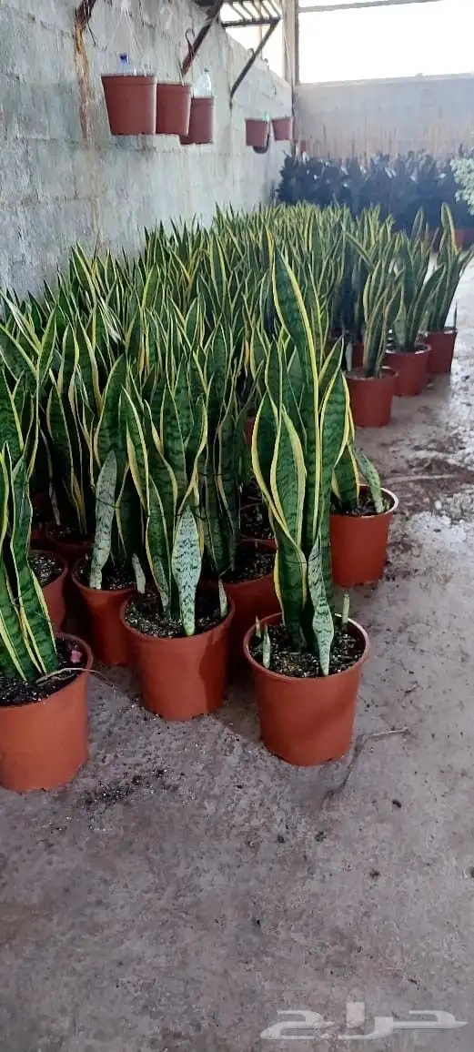 تنسق حدق شبكات راي توماتيك وعادي وجميع الاسيار 5