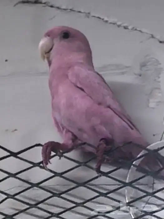 نصبغ و نلون طيرك بصبعه غير مضره 3