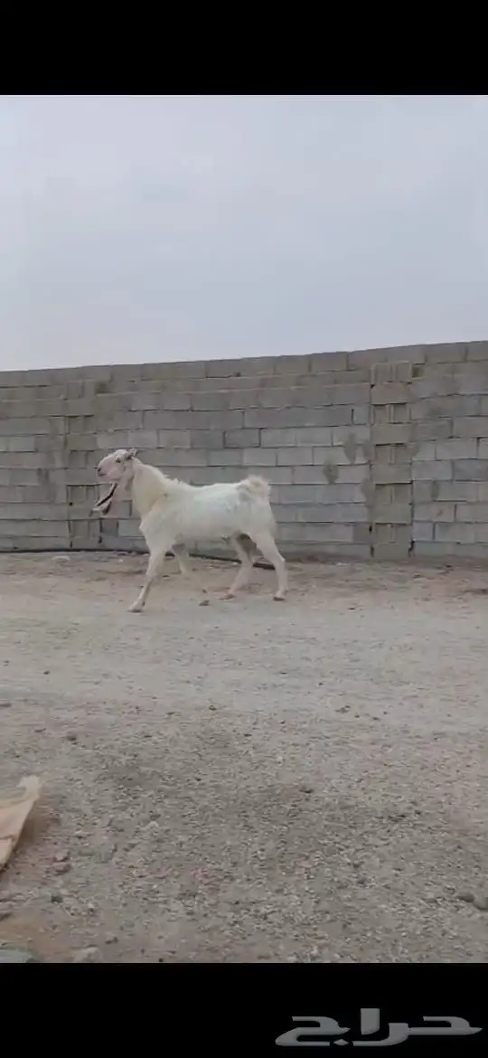 تيس هولندي فحل 0
