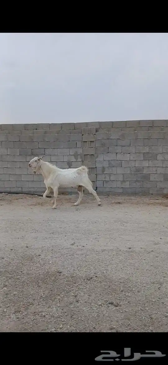 تيس هولندي فحل 2