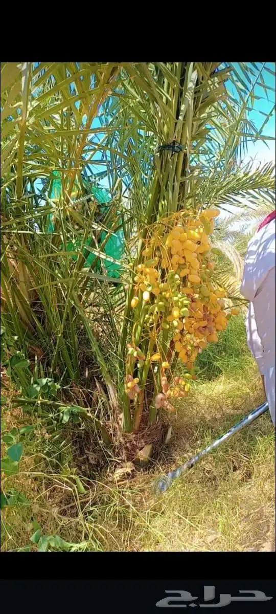 نخل القصيم 2
