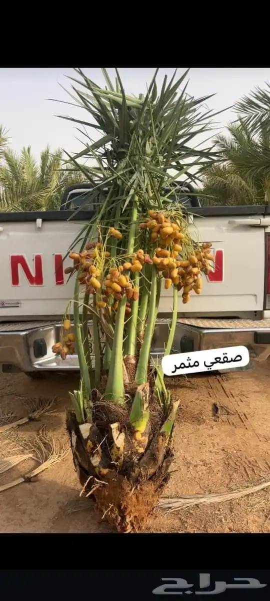 نخل القصيم 6