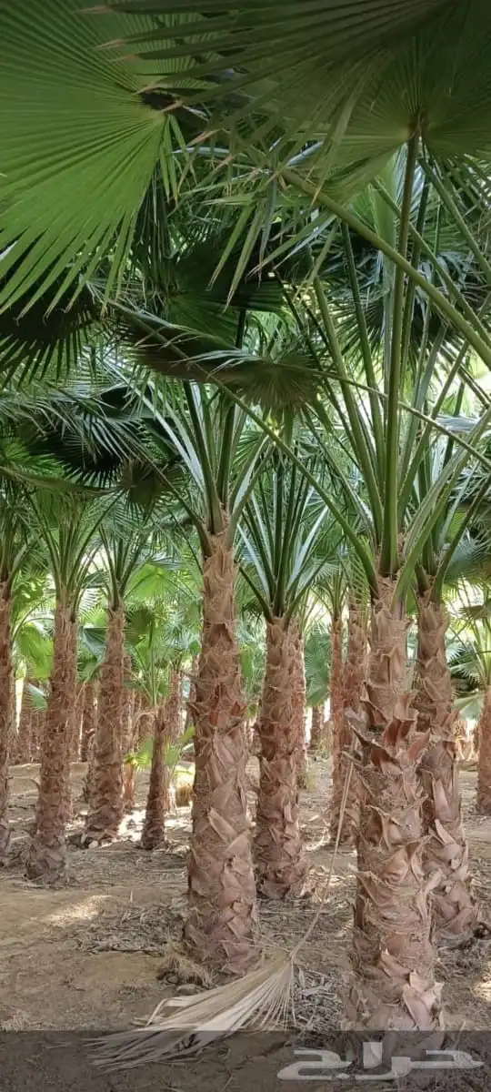 يوجد لدينا جميع انواع النخيل 6