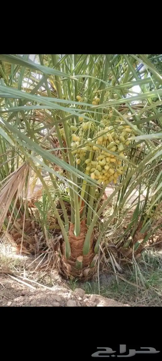 نخيل للبيع 3