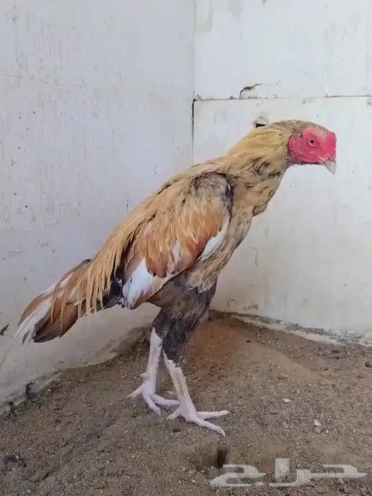 ديك ميوالي 0