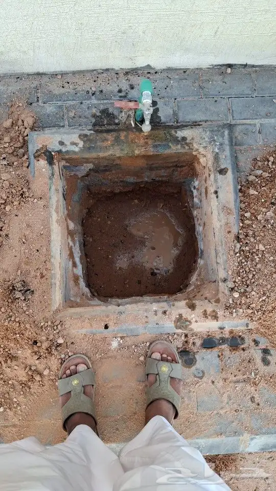 توريد النخيل الوشنطنيأ والبلدي تكريب 1