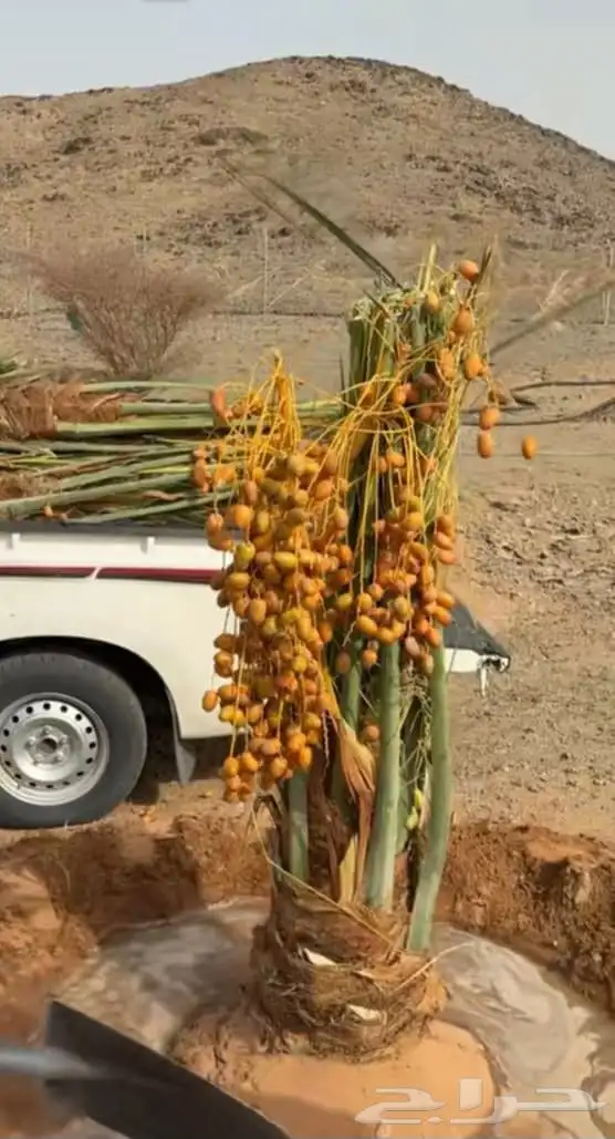 نحل مثمر ونخل زينه 4