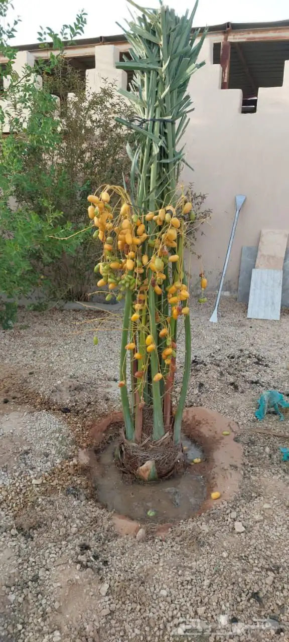 نحل مثمر ونخل زينه 1