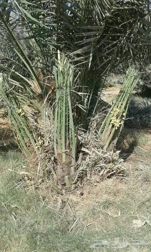 نخيل للبيع 4