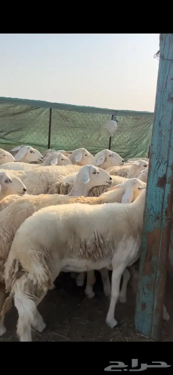 ضان ححرش دفيع وخلفات 1