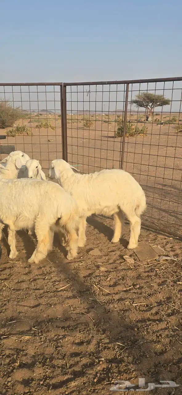 طليان للبيع 2