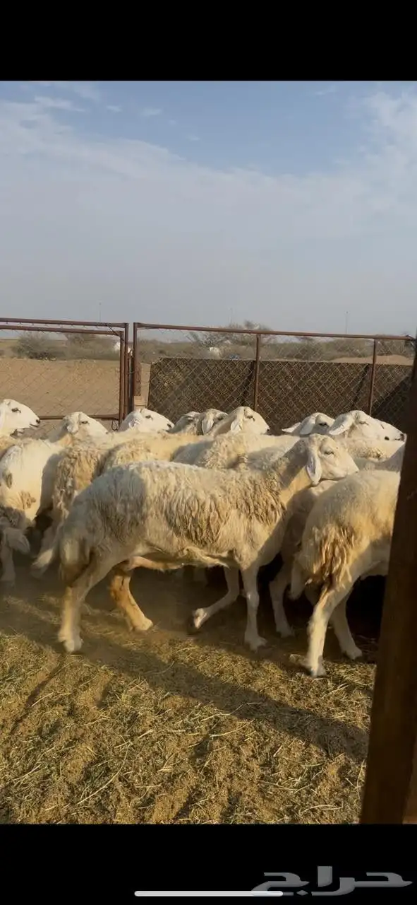 ضان ححرش دفيع وخلفات 0