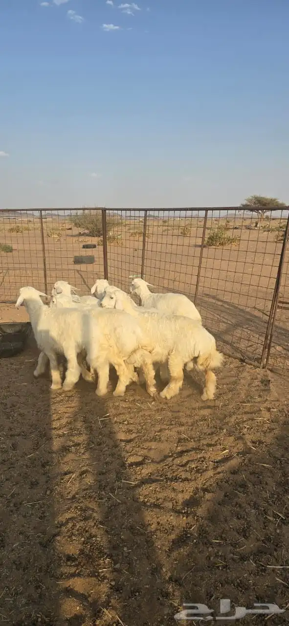 طليان للبيع 3