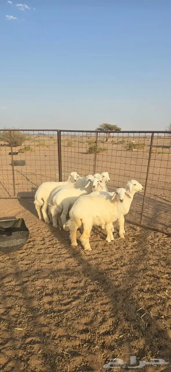 طليان للبيع 1