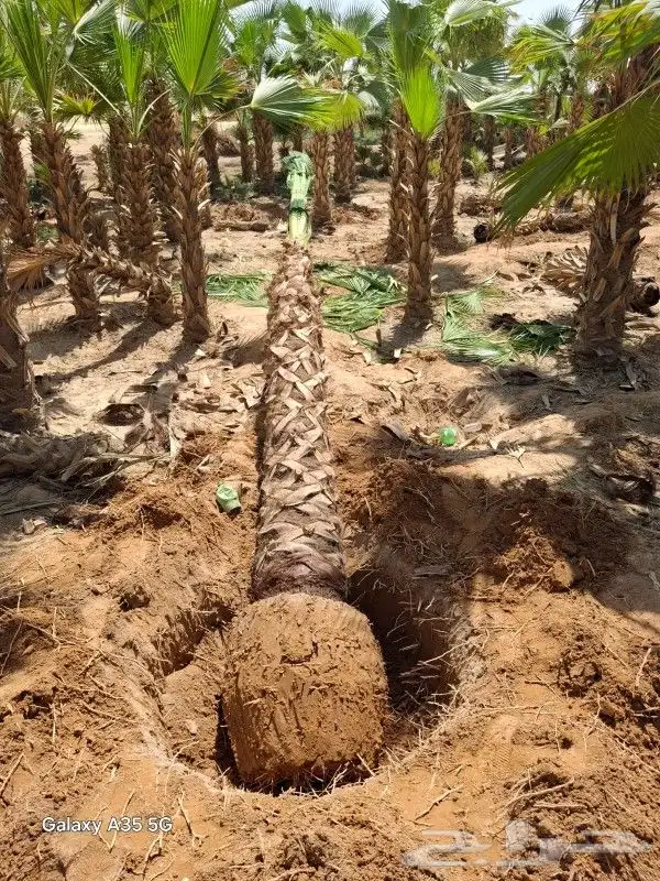 توريد النخيل الوشنطنيأ والبلدي تكريب 0