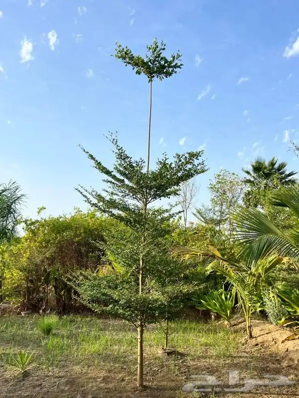 يوجد لديناء شجر الترمناليا وأشجار الزيتون وشجر الظل والأشجار 4