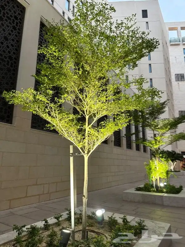 يوجد لديناء شجر الترمناليا وأشجار الزيتون وشجر الظل والأشجار 5