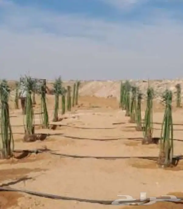 يوجد لدينا من جميع انواع الفروخ والنخيل النقايل تشبيك المزار 8