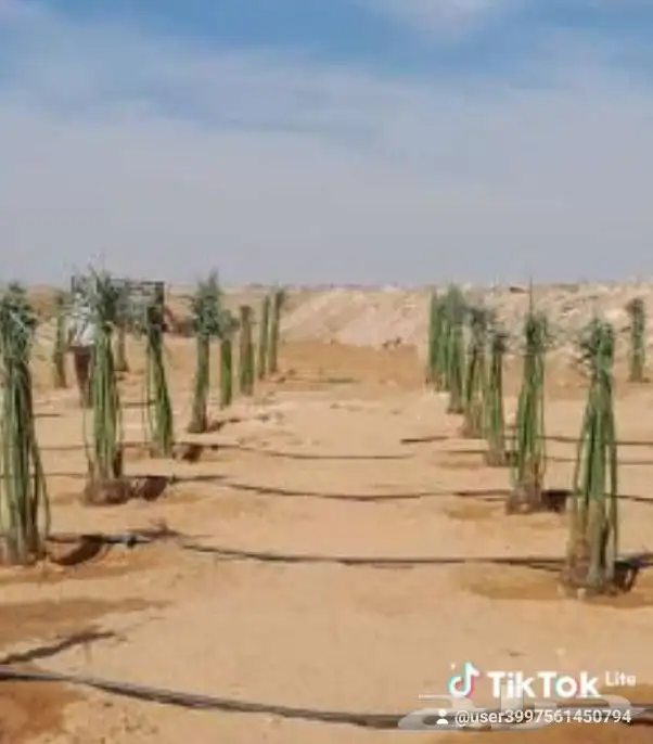 يوجد لدينا من جميع انواع الفروخ والنخيل النقايل تشبيك المزار 6