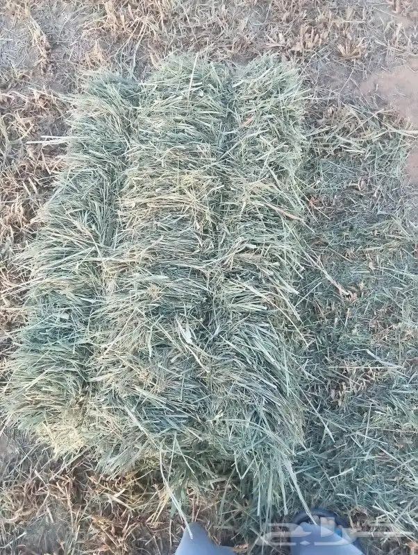 السلام عليكم ورحمة الله وبركاته اليوم عندي عرض بلوبنك طيب 0