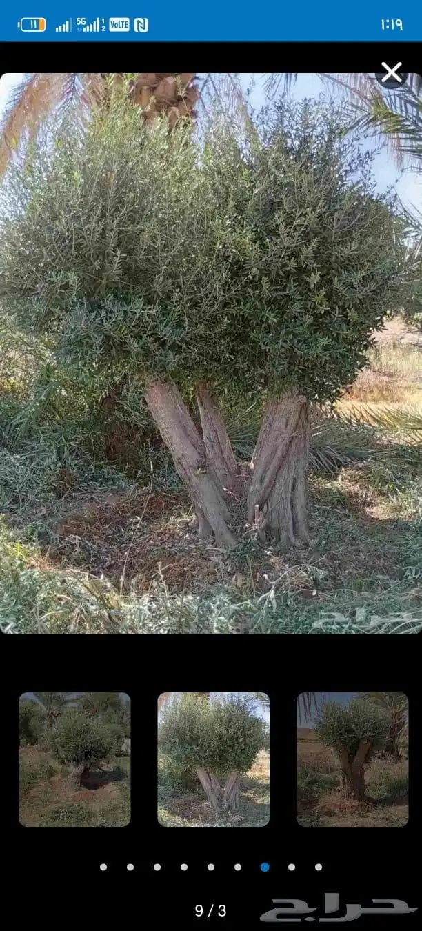شجر زيتون معمر 3