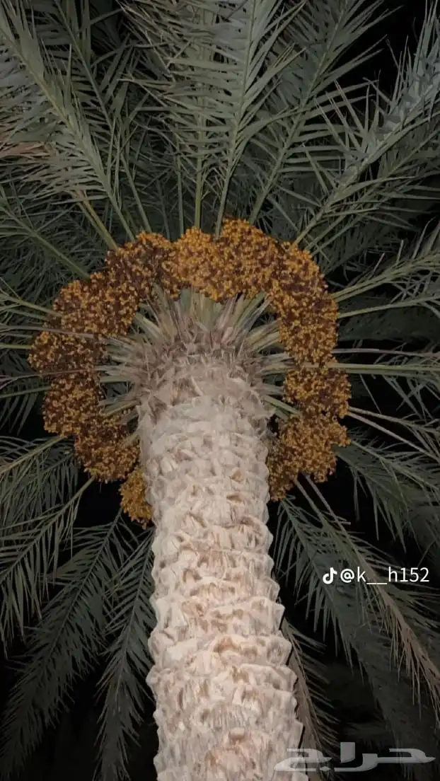 يوجد لدينا نخل عربي مثمره ونخل وشنطني زينه وشجر زيتون مثمره 1