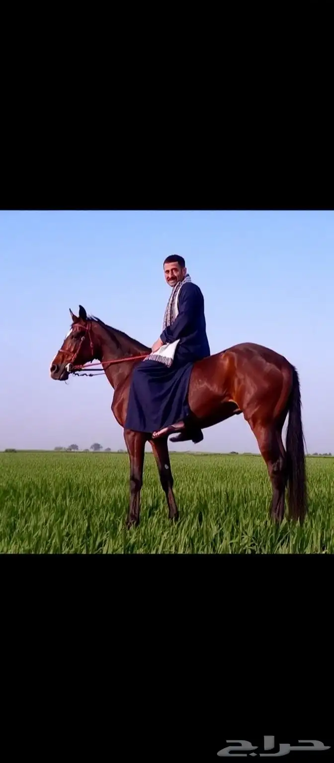 مدرب خيل مصري الجنسية خبرة عالية تواصل 2