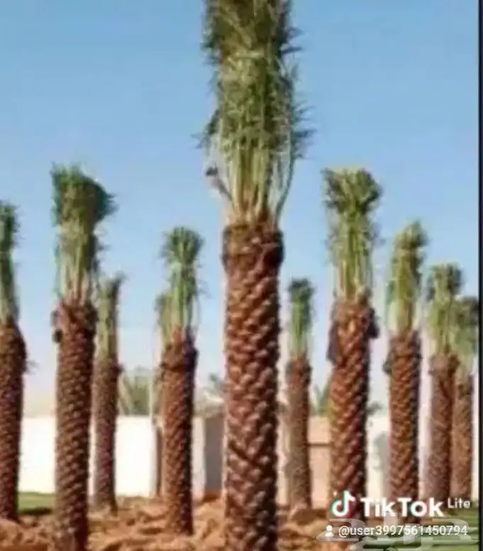 يوجد لدينا من جميع انواع الفروخ والنخيل النقايل تشبيك المزار 7