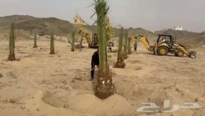 نخل القصيم 8