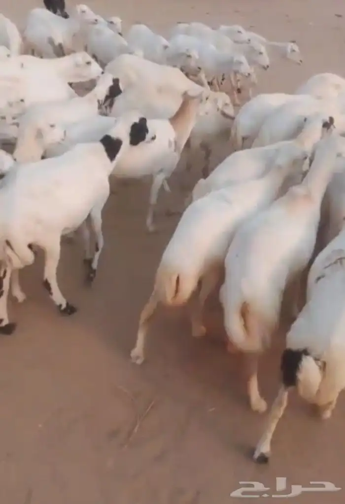 اعرض لكم ضأن رفيديات دفيع وغنم دهم 2