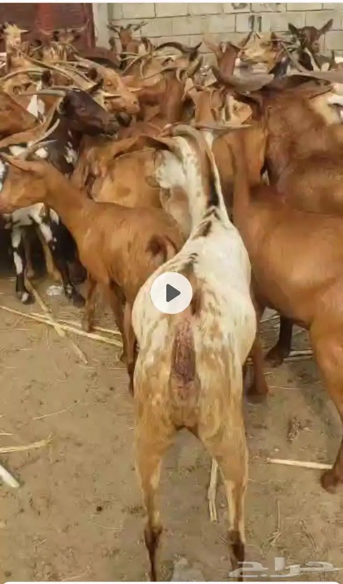 اعرض لكم ضأن رفيديات دفيع وغنم دهم 6