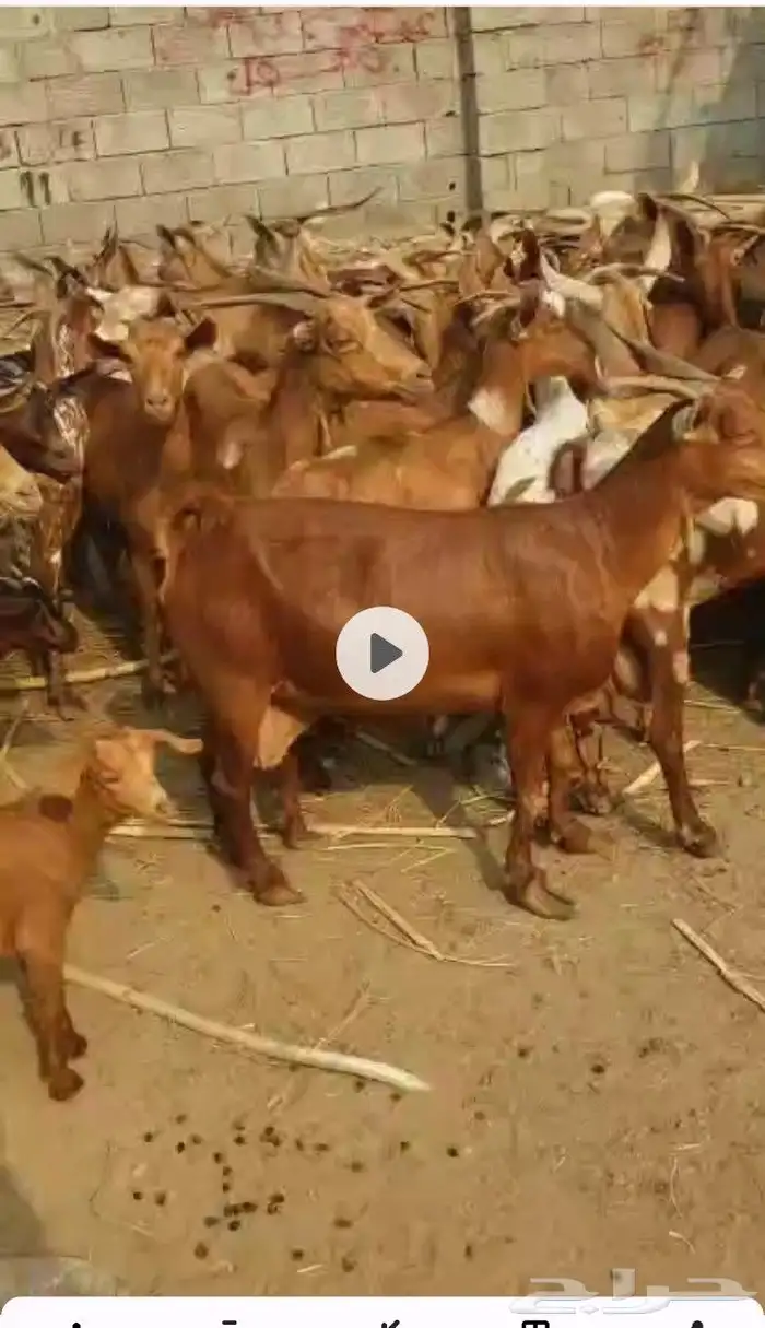 اعرض لكم ضأن رفيديات دفيع وغنم دهم 5