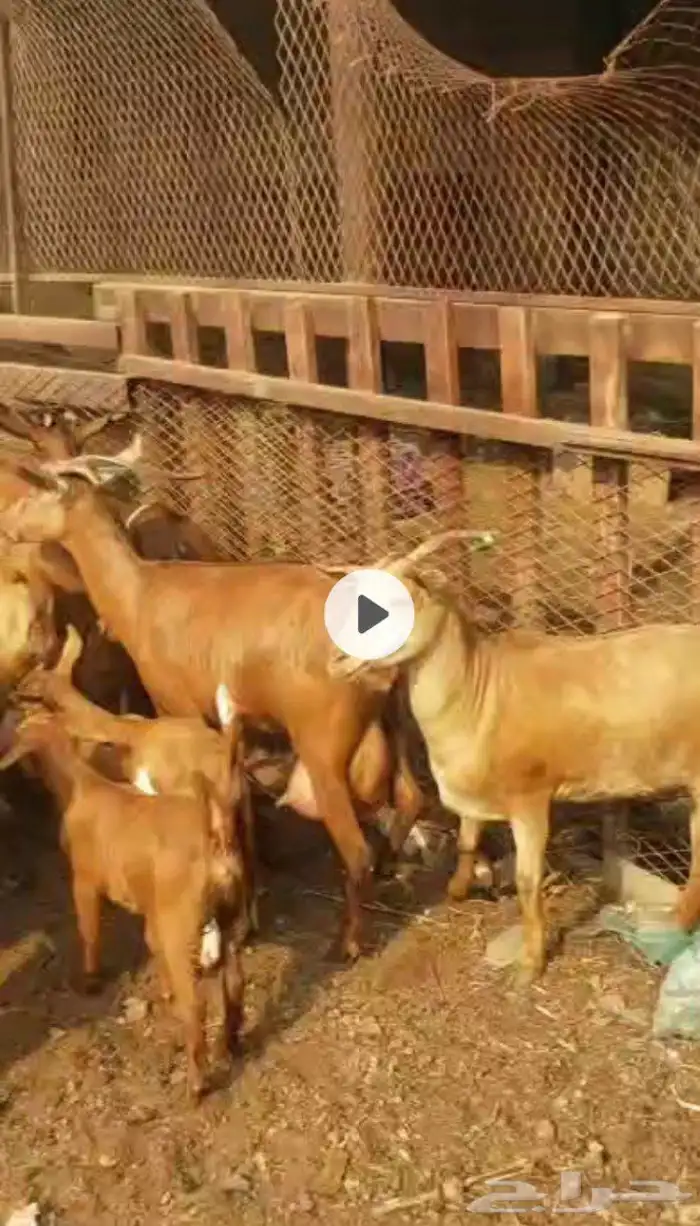 اعرض لكم ضأن رفيديات دفيع وغنم دهم 7