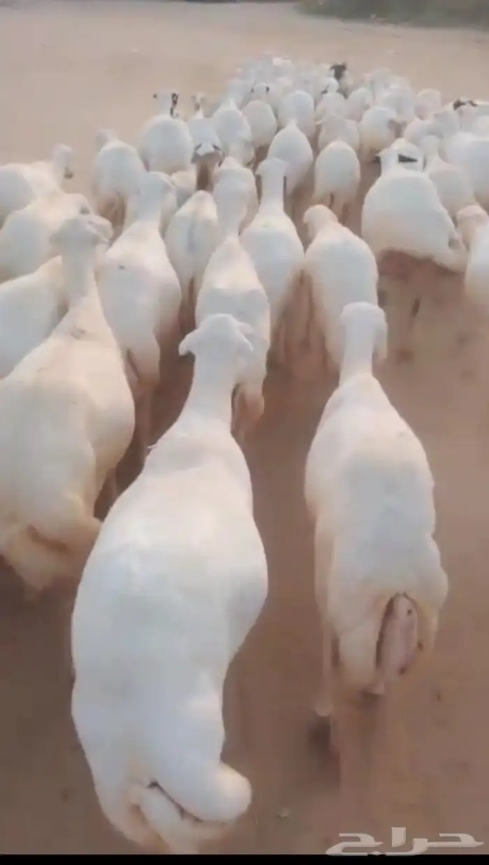 اعرض لكم ضأن رفيديات دفيع وغنم دهم 0