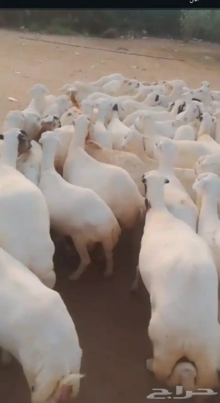اعرض لكم ضأن رفيديات دفيع وغنم دهم 1