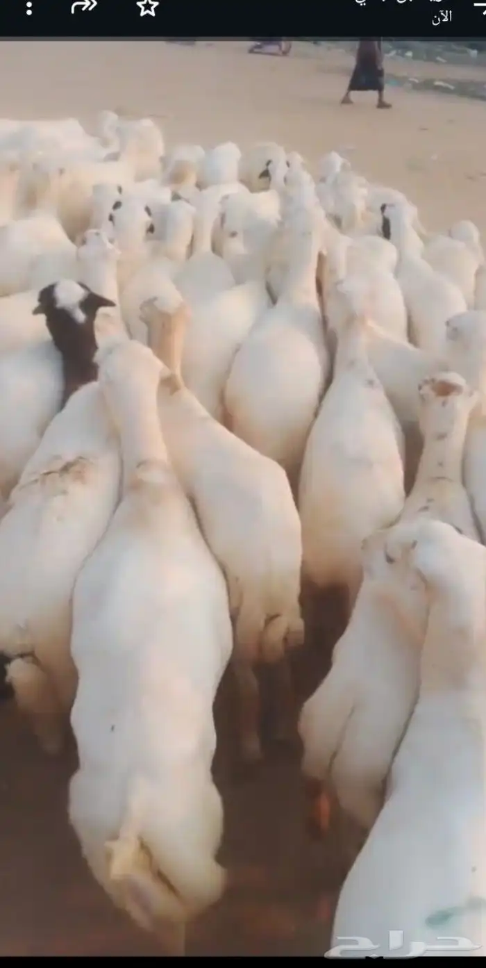 اعرض لكم ضأن رفيديات دفيع وغنم دهم 4