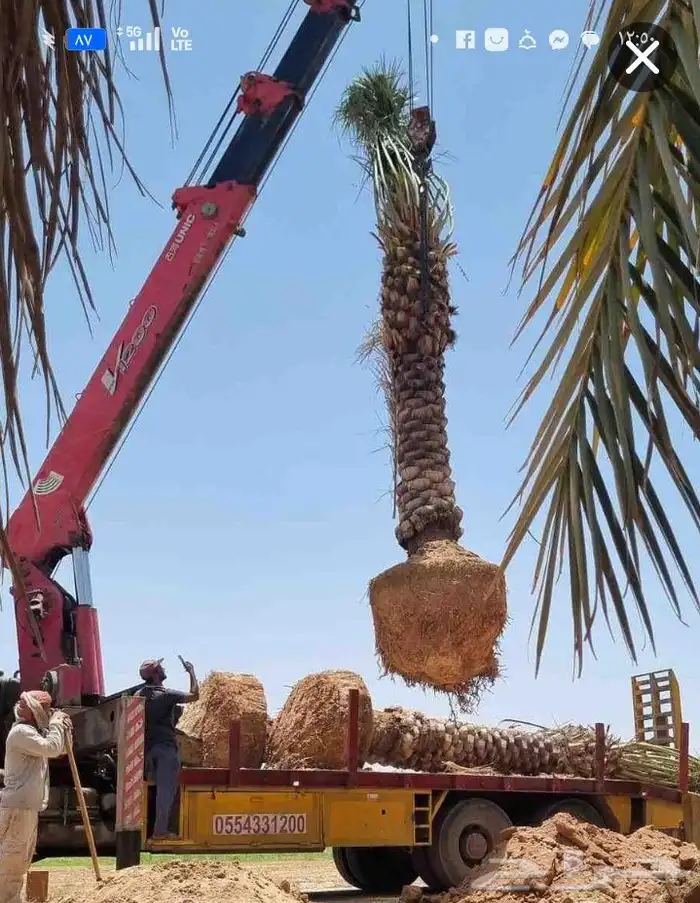 يوجد لدينا من جميع انواع الفروخ والنخيل النقايل تشبيك المزار 3