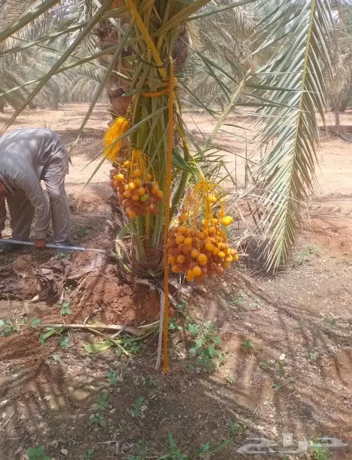 نحل مثمر ونخل زينه 5