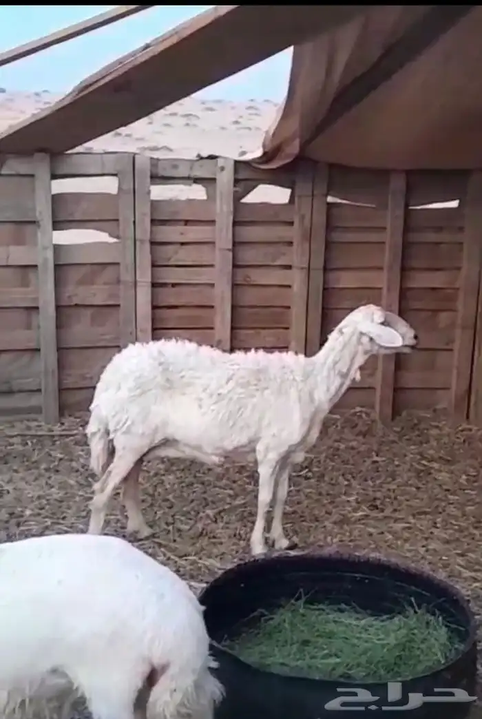 شات حايل 0