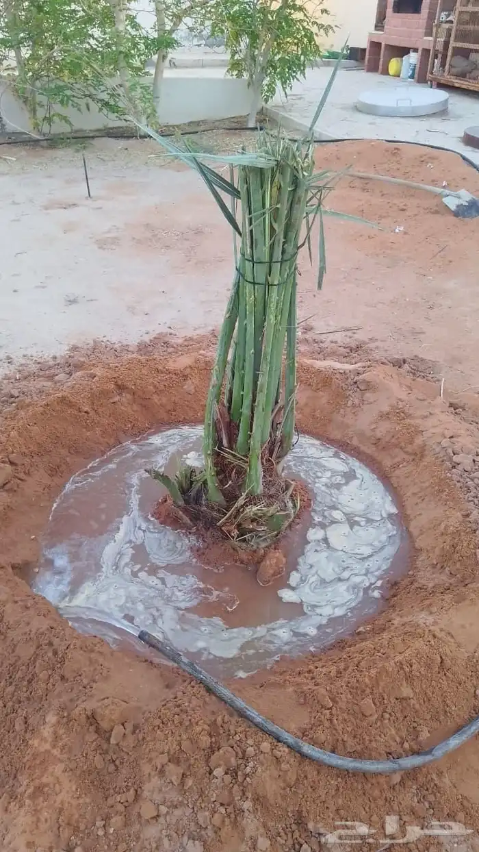 نخل القصيم 5